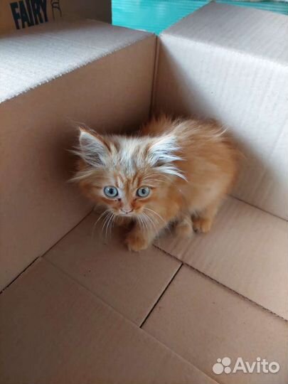 Рыжий котенок в добрые руки