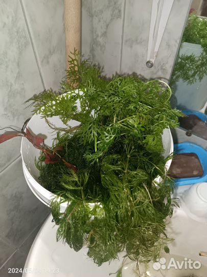 Растения для аквариума