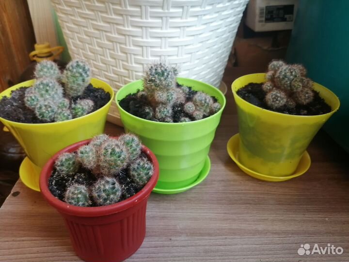 Продам цветок Рео, кактусы, драцена пестролистная