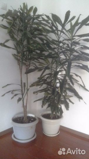 Комнатные цветы