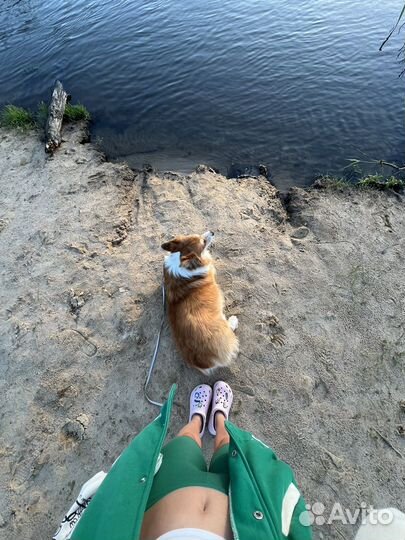 Выгул собак