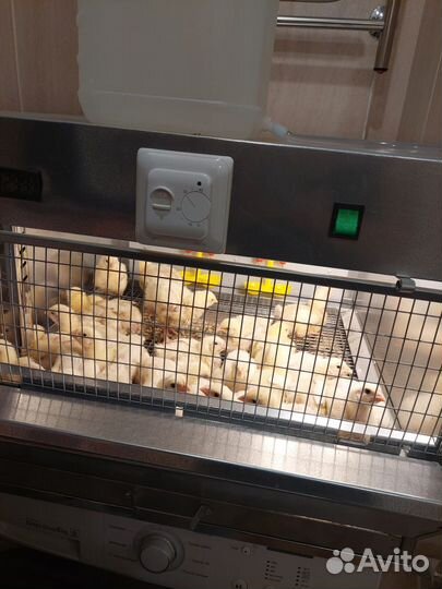 Цыплята бройлеры и доминанты суточные