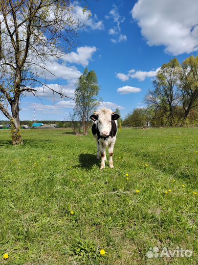 Телки на племя