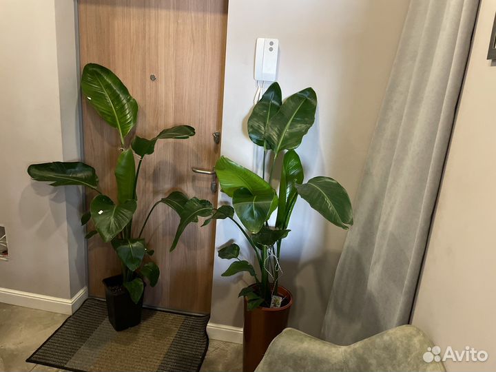 Стрелиция Николая h120/h150 по 2-3растения