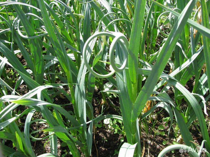 Чесночные стрелки