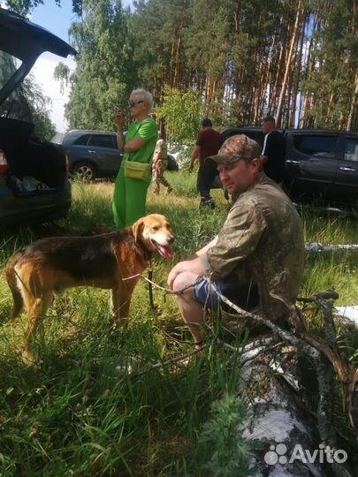 Собака выжлец для вязки с родословной