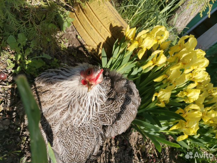 Инкубационное яйцо Карликовых кур