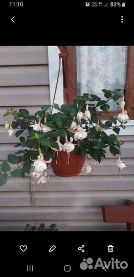 Фуксии цветущие сортовые от светлых до тёмных