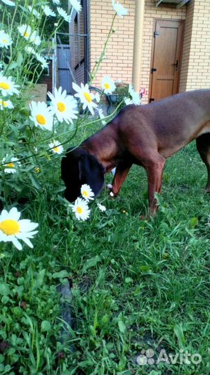 Домашняя передержка животных