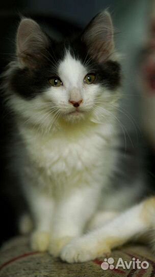 Девочка котенок