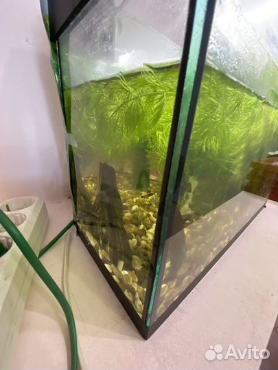 Аквариум с рыбкой
