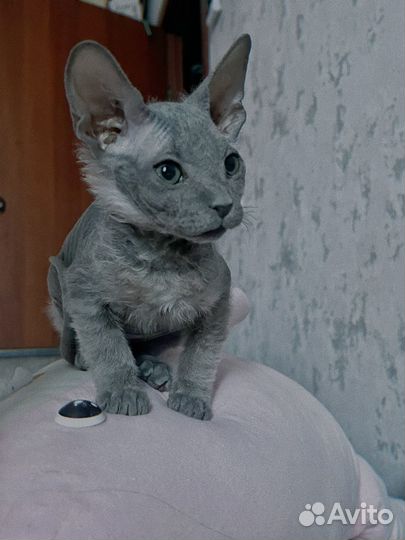 Котята сфинкс браш