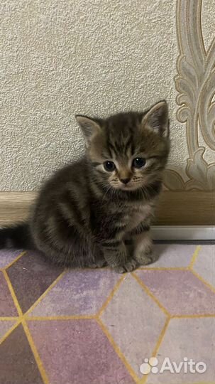 Британские котята