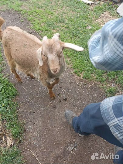 Коза нубийская