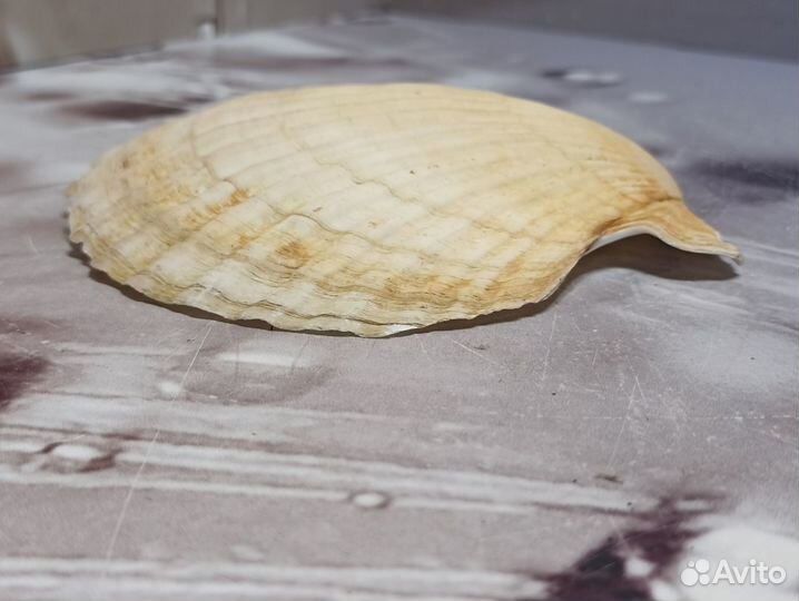 Ракушка Гребешок