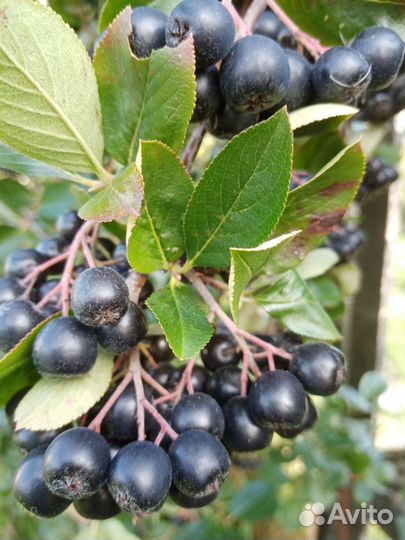 Малина ягода, черноплодная рябина ягода