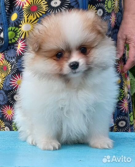 Помераночка