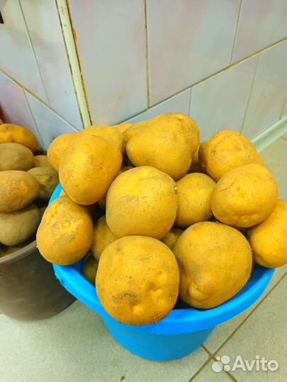 Семенной картофель Винета