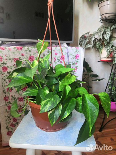 Комнатные растения