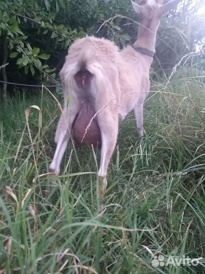 Зааненская дойная коза