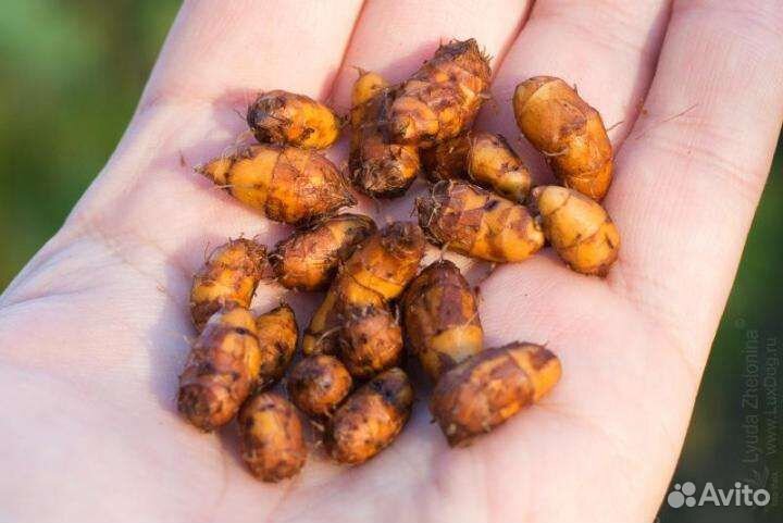 Чуфа (тигровый орех)