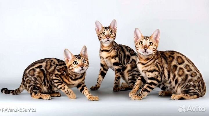 Бенгальские котята