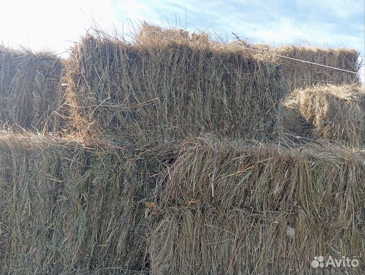 Сено в квадратных тюках