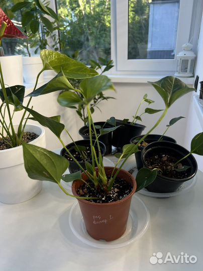 Антуриум Ред виннер, Ред чемпион