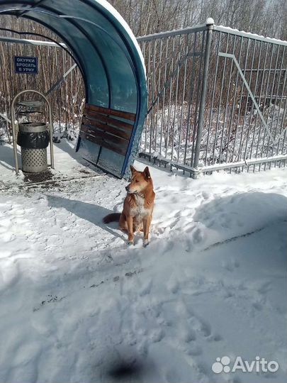 Пес Рыжик в добрые руки