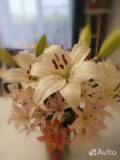 Лилейники низкорослые, лилии