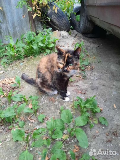 Кошечка в добрые руки