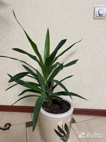 Цветы: алоэ вера, пальмы, денежное дерево