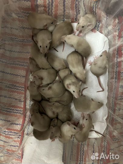 Сиамские крысята Дамбо из питомника