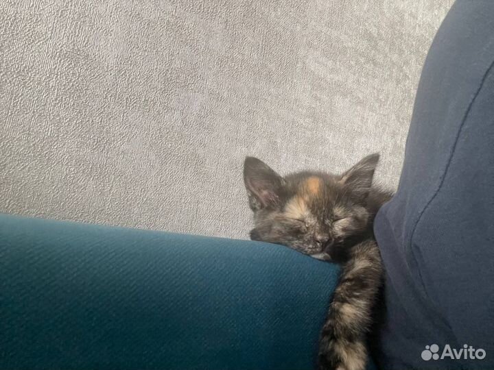 Котенок в добрые руки