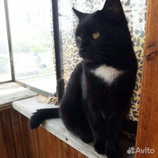 Кошка в дар