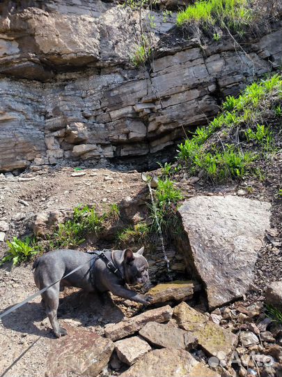 Вязка французский бульдог