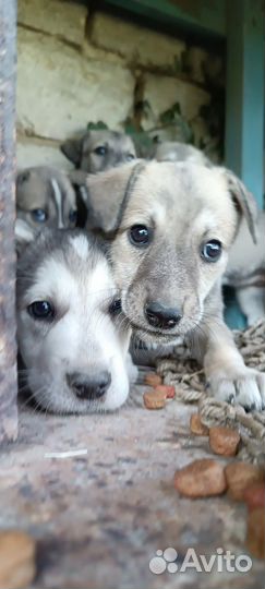 Щенки метисы хаски