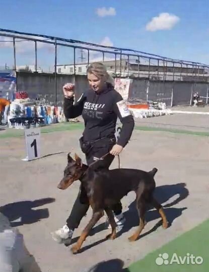 Дрессировка собак-Кинолог