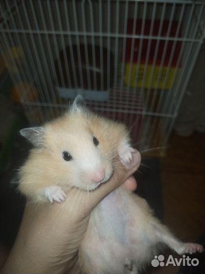 Хомяк с клеткой