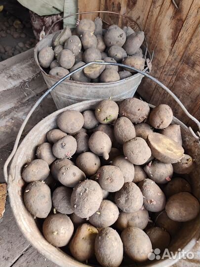 Семенной картофель