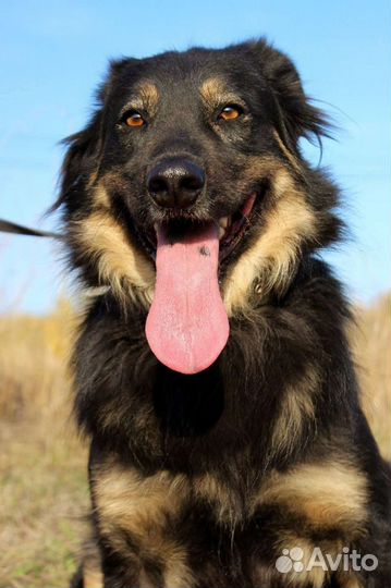 Собака Тихон