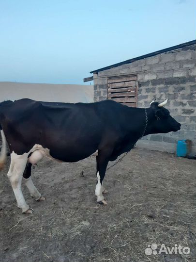 С/х животные коровы