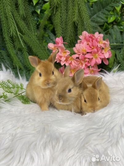 Кролик сатиновый (блестящая шерсть)