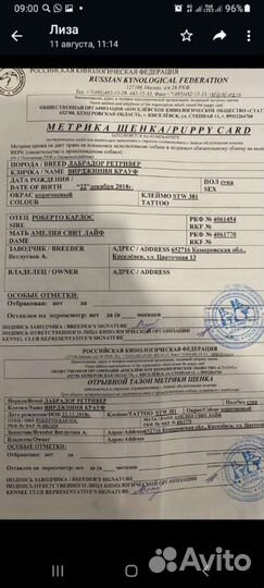 Щенки лабрадора