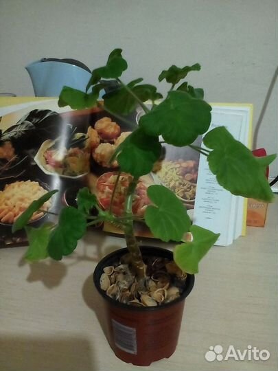 Пеларгония