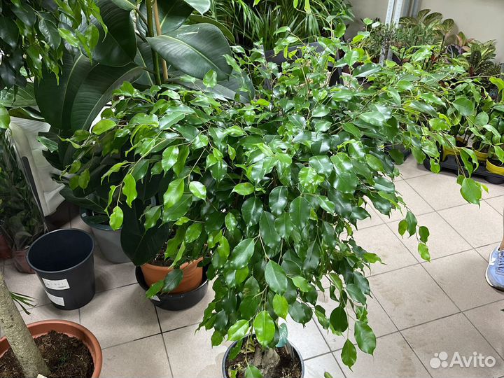 Фикус бенджамина