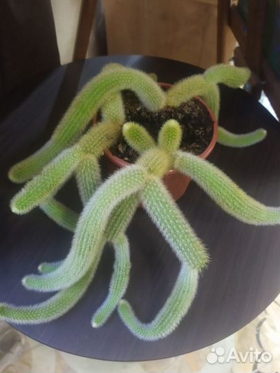 Апорокактус плетистый