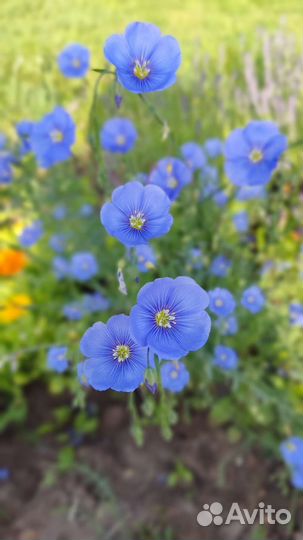 Лен растение многолетник