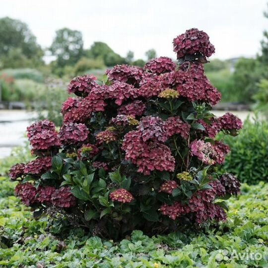 Гортензия крупнолистная Magical Chocolate саженцы