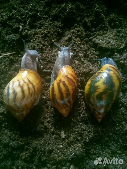 Улитки ахатины тигр
